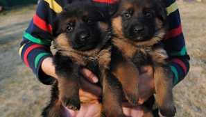 Как да изберем псевдоним за момче на момче от немски овчар